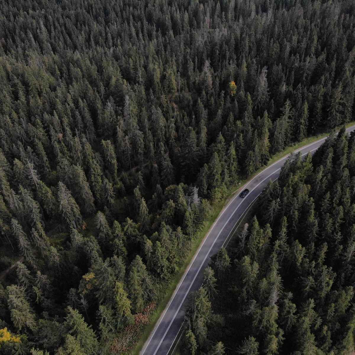 strada attraverso la foresta da una vista a volo d\'uccello, trasferimento da cracovia a zakopane trasferimenti